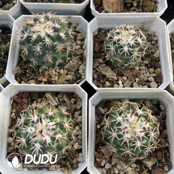 1756130561-1750412381-e203.jpg Coryphantha Tripugionacantha - Image 3