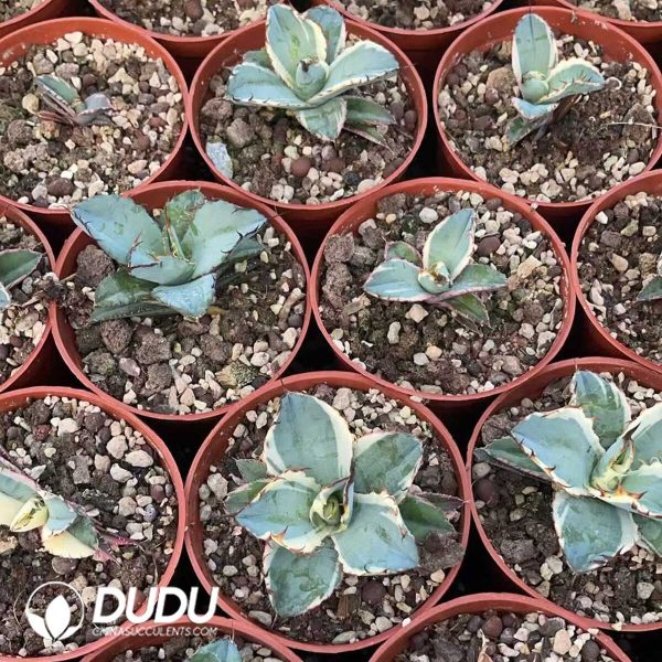 1756130564-1750412390-e202.jpg Agave Potatorum Black and Blue White Marginata Variegated - Image 2
