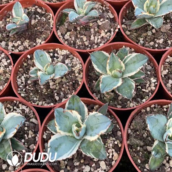 1756130565-1750412394-e203.jpg Agave Potatorum Black and Blue White Marginata Variegated - Image 3