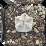 Astrophytum Myriostigma Cv. Sankaku Onzukaranpogyoku