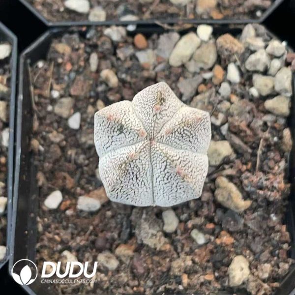 1756130567-1750412398-e201.jpg Astrophytum Myriostigma Cv. Sankaku Onzukaranpogyoku - Image 1