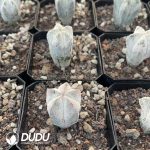 Astrophytum Myriostigma Cv. Sankaku Onzukaranpogyoku - Image 2