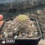 Neoporteria napina (Phil.) Backeb.