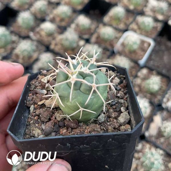 1756130576-1750412450-e202.jpg Coryphantha Poselgeriana - Image 2