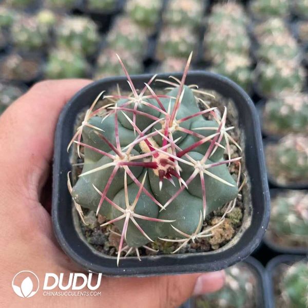 1756130578-1750412461-e201.jpg Thelocactus Heterochromus - Image 1