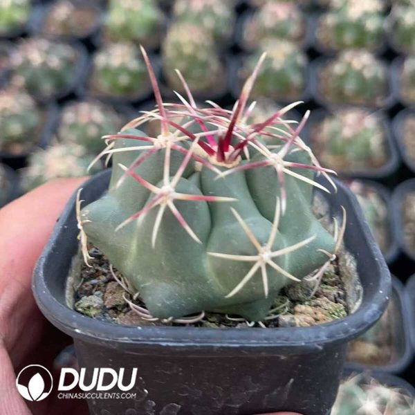 1756130580-1750412469-e202.jpg Thelocactus Heterochromus - Image 2