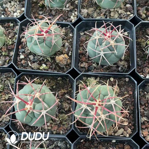 1756130585-1750412511-e203.jpg Thelocactus hexaedrophorus var. fossulatus cv. Long spines (Japan) - Image 3