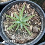 Agave Albopilosa