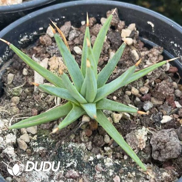 1756130588-1750412533-e202.jpg Agave Albopilosa - Image 2