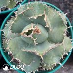 Agave Bovicornuta