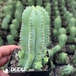 Euphorbia Horrida No Thorns