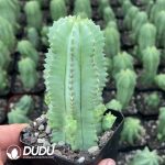 Euphorbia Horrida No Thorns - Image 2