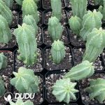 Euphorbia Horrida No Thorns - Image 3