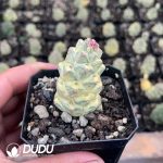 Euphorbia ritchiei 'Variegata'