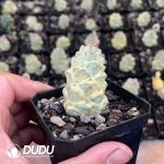 Euphorbia ritchiei 'Variegata' - Image 2