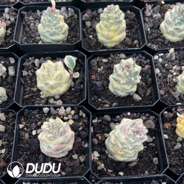 1756130607-1750412646-e203.jpg Euphorbia ritchiei 'Variegata' - Image 3