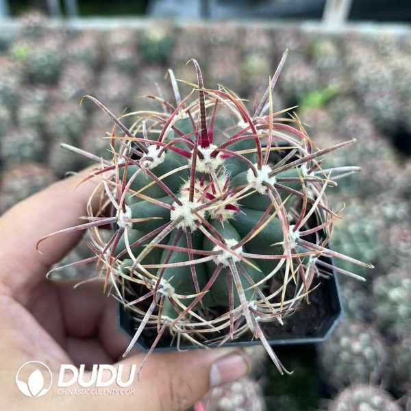 1756130608-1750644791-e-1.jpg Ferocactus chrysacanthus - Image 1
