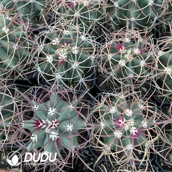 1756130611-1750644799-e-3.jpg Ferocactus chrysacanthus - Image 3