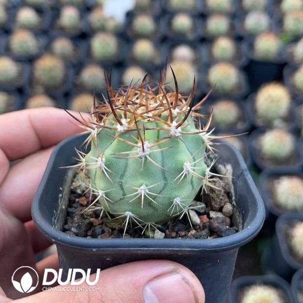 1756130619-1750645059-e-2.jpg Echinocereus lindsayi - Image 2