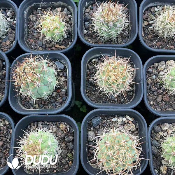 1756130620-1750645063-e-3.jpg Echinocereus lindsayi - Image 3