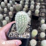 Echinocereus dasyacanthus