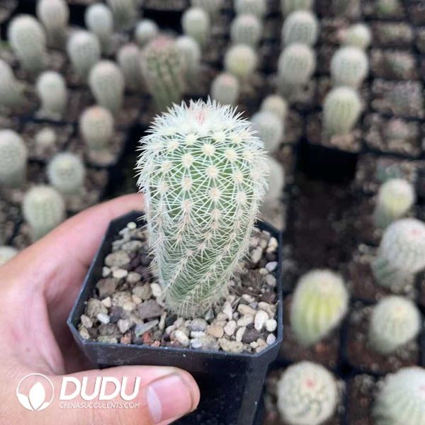1756130622-1750640723-e201.jpg Echinocereus dasyacanthus - Image 1
