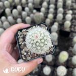 Echinocereus dasyacanthus - Image 2
