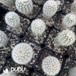 Echinocereus dasyacanthus - Image 3