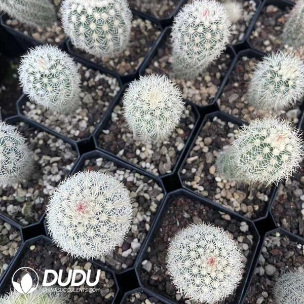 1756130625-1750640730-e203.jpg Echinocereus dasyacanthus - Image 3
