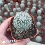 Turbinicarpus beguinii