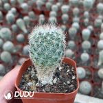 Turbinicarpus beguinii - Image 2