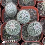 Turbinicarpus beguinii - Image 3