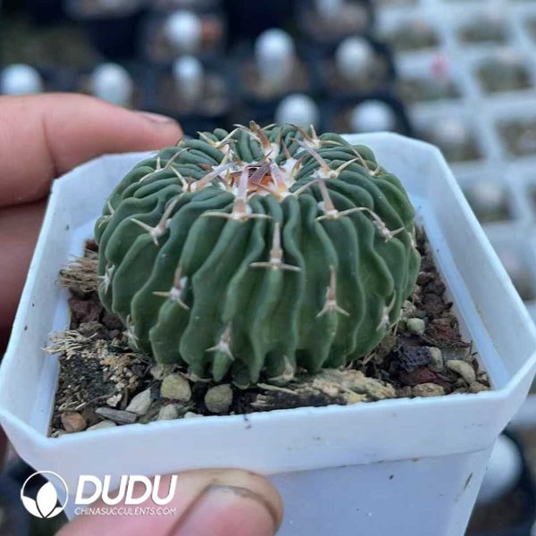 1756130636-1750640774-e202.jpg Ferocactus gracilis H.E.Gates - Image 2