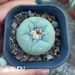 (Seed Grown)Lophophora fricii