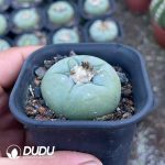 (Seed Grown)Lophophora fricii - Image 2