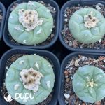 (Seed Grown)Lophophora fricii - Image 3