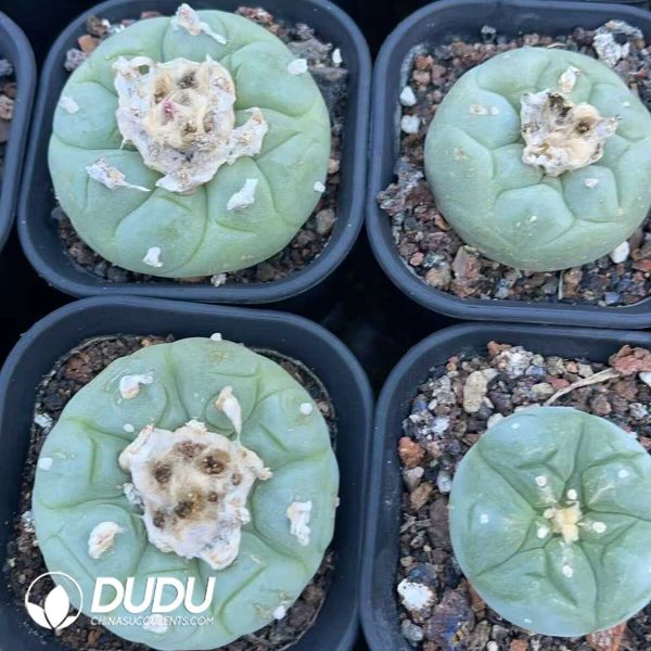 (Seed Grown)Lophophora fricii - Image 3