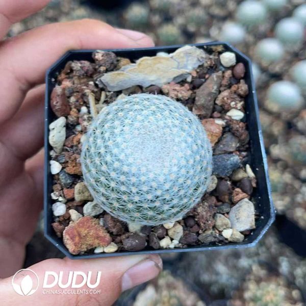 1756130643-1750640794-e201.jpg Mammillaria lenta - Image 1