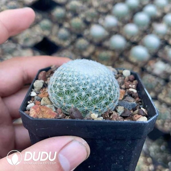 1756130645-1750640797-e202.jpg Mammillaria lenta - Image 2