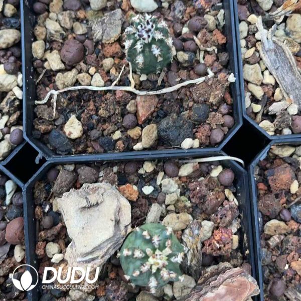 1756130651-1750640814-e203.jpg Echinocereus viridiflorus - Image 3