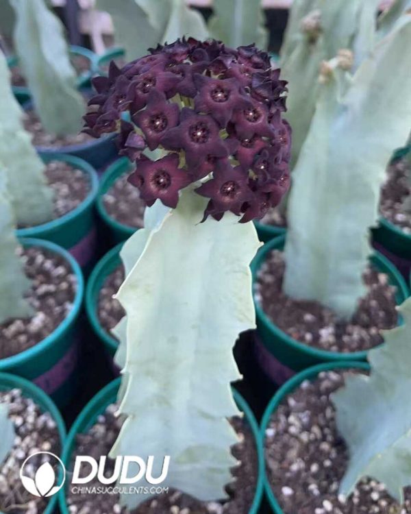 1756130658-1750640836-e202.jpg Caralluma Acutangula - Image 2
