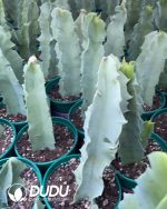 Caralluma Acutangula - Image 3