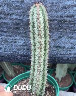 Cactus Euphorbia Zebra