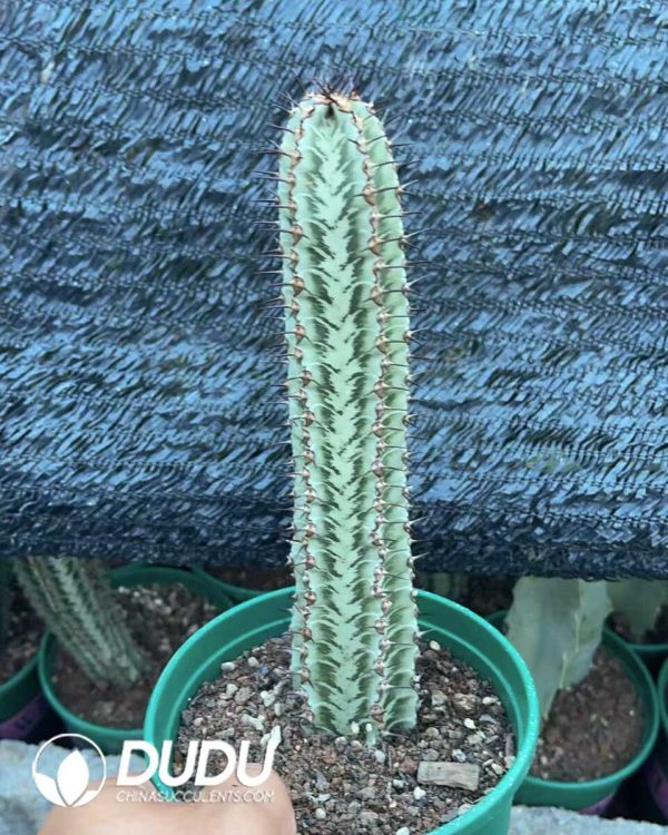 1756130662-1750648725-e-2.jpg Cactus Euphorbia Zebra - Image 2