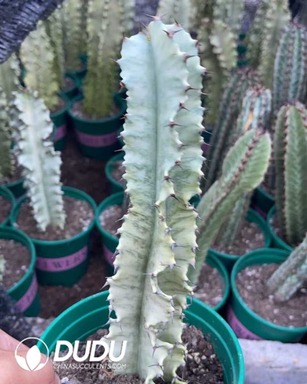 1756130663-1750640861-e201.jpg Euphorbia ammak f.variegata - Image 1