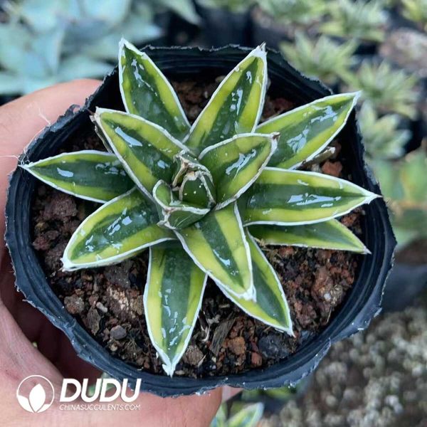 Agave victoriae reginae variegated Kizan - Image 1