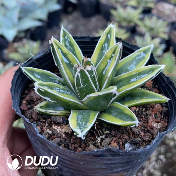 Agave victoriae reginae variegated Kizan - Image 2