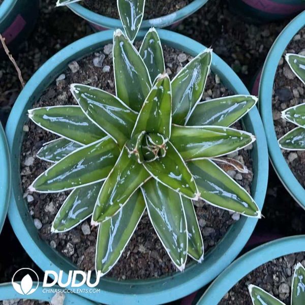 1756130699-1750640959-e203.jpg Agave victoriae reginae variegated Kizan 14cm+ - Image 3