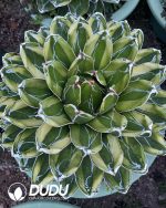 Agave victoriae reginae variegated Kizan 25cm+