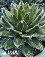 Agave victoriae reginae variegated Kizan 25cm+ - Image 2